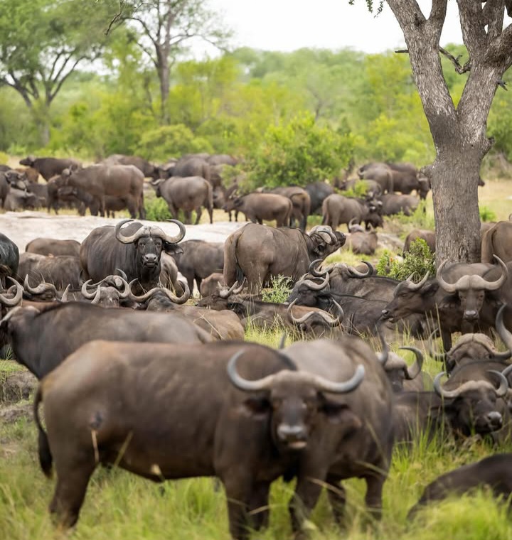 Buffalo