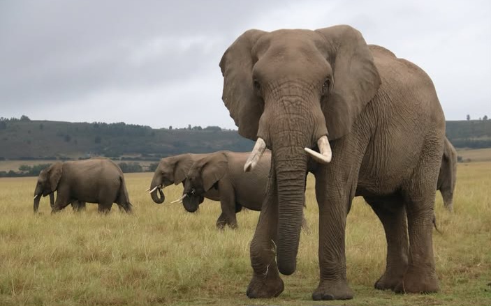 Elephants