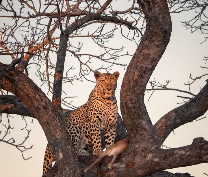 Leopard