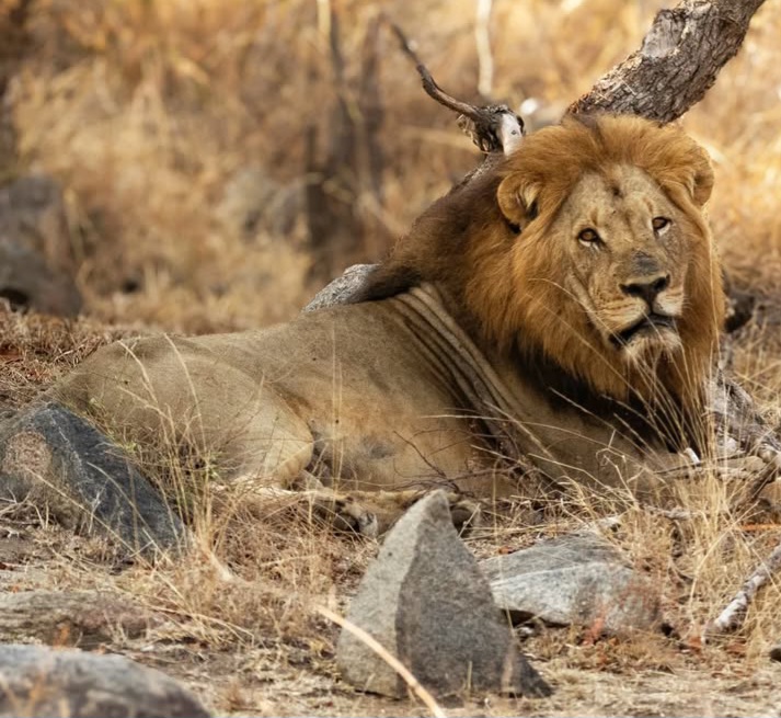 Lion